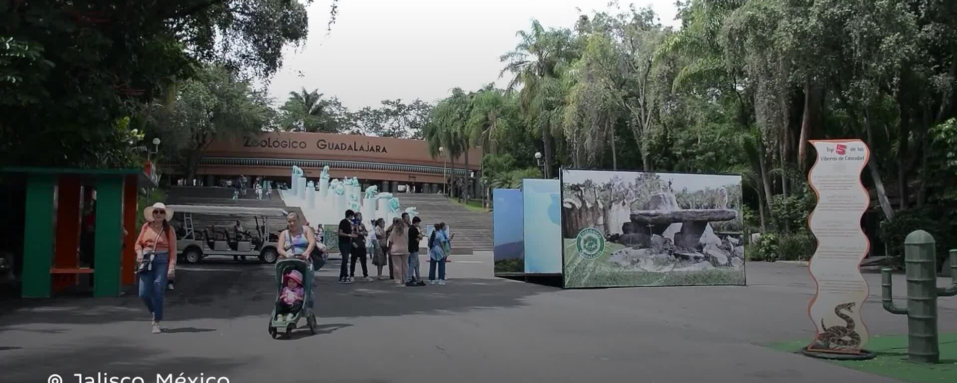 Zoológico mexicano logra el primer nacimiento en cautiverio de la tortuga más pequeña del mundo - Sputnik Mundo, 1920, 31.08.2025