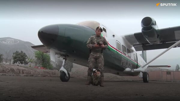 Se retira Chato, el perro paracaidista - Sputnik Mundo