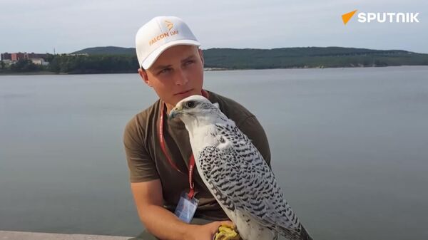 Ese 'pajarito' se roba el espectáculo en el Día del Halcón durante el Foro Económico Oriental - Sputnik Mundo