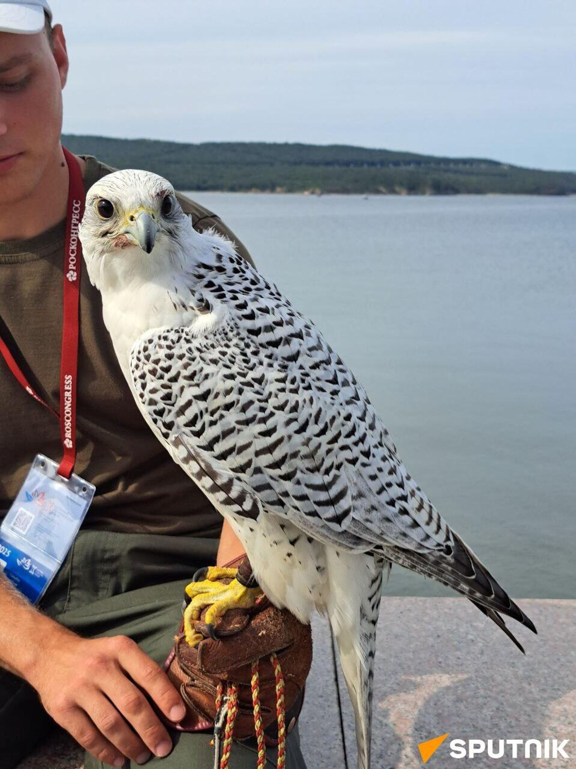 Ese 'pajarito' se roba el espectáculo en el Día del Halcón durante el Foro Económico Oriental - Sputnik Mundo, 1920, 03.09.2025