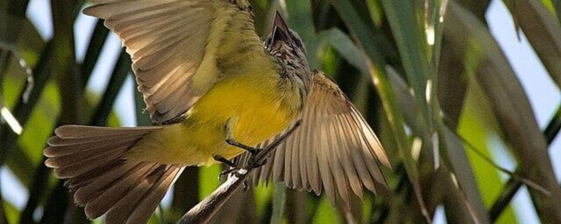 Alrededor de un tercio de las aves tropicales ha desaparecido por el calentamiento global, según estudio - Sputnik Mundo, 1920, 04.09.2025