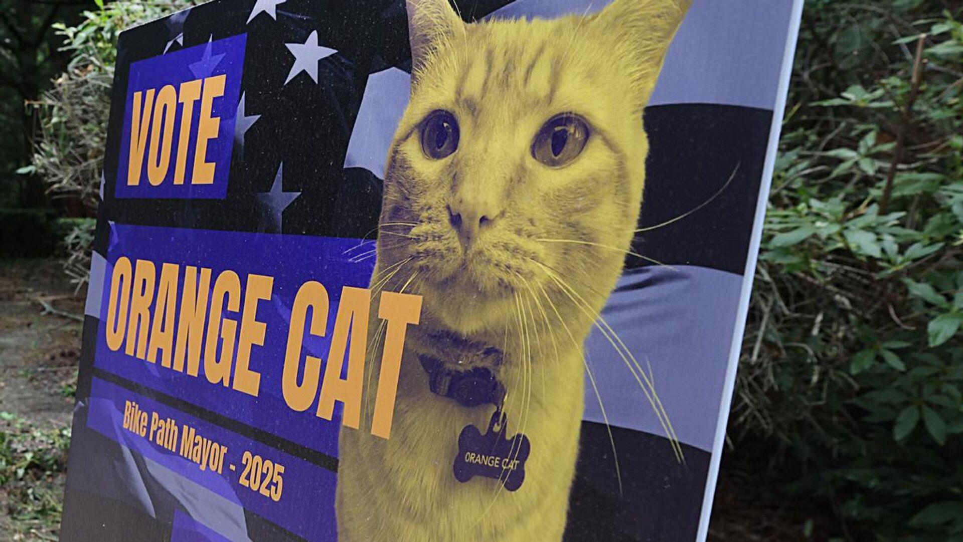 Candidatos con bigotes: celebran elecciones animales en un ayuntamiento en EEUU Candidatos con bigotes: celebran elecciones animales en un ayuntamiento en EEUU - Sputnik Mundo, 1920, 05.09.2025