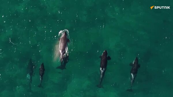 Un dron graba a orcas cazando una ballena en la costa argentina - Sputnik Mundo