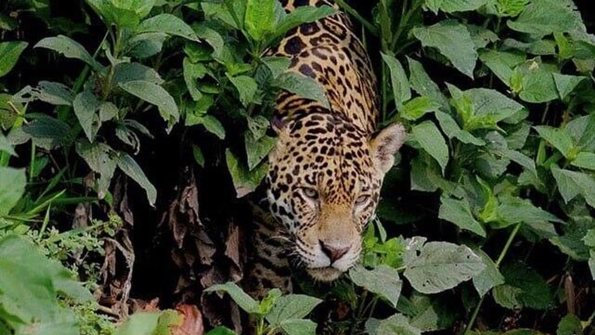 La población de jaguares en México se recupera y crece un 10% en 6 años La población de jaguares en México se recupera y crece un 10% en 6 años - Sputnik Mundo, 1920, 07.09.2025