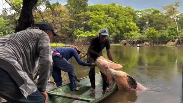 Registran la captura de un raro pez gigante del Amazonas - Sputnik Mundo