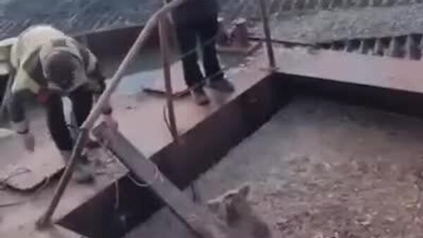 Atrapado en un baño de comida: salvan a un osezno que buscó llenarse la panza en una fábrica pesquera en Rusia - Sputnik Mundo