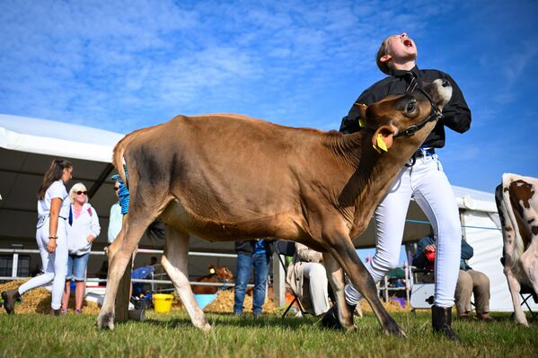 Una granjera grita al pisarle una vaca el pie, durante la evaluación del ganado en la Feria del Condado de Dorset, en Dorchester, Reino Unido. El programa de eventos y atracciones muestra la excelencia de la agricultura local y la vida rural, incluyendo a artesanos, granjeros y productores locales. Organizada por la Sociedad Agrícola de Dorchester (DAS), la feria lleva celebrándose más de 180 años y atrae a unos 60.000 visitantes. - Sputnik Mundo