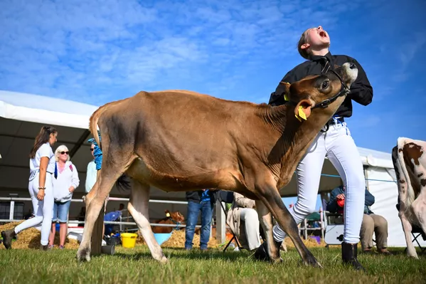 Una granjera grita al pisarle una vaca el pie, durante la evaluación del ganado en la Feria del Condado de Dorset, en Dorchester, Reino Unido. El programa de eventos y atracciones muestra la excelencia de la agricultura local y la vida rural, incluyendo a artesanos, granjeros y productores locales. Organizada por la Sociedad Agrícola de Dorchester (DAS), la feria lleva celebrándose más de 180 años y atrae a unos 60.000 visitantes. Una granjera grita al pisarle una vaca el pie, durante la evaluación del ganado en la Feria del Condado de Dorset, en Dorchester, Reino Unido. El programa de eventos y atracciones muestra la excelencia de la agricultura local y la vida rural, incluyendo a artesanos, granjeros y productores locales. Organizada por la Sociedad Agrícola de Dorchester (DAS), la feria lleva celebrándose más de 180 años y atrae a unos 60.000 visitantes. - Sputnik Mundo