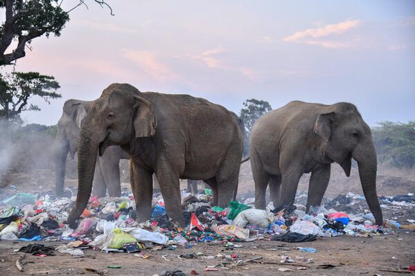 Un grupo de elefantes salvajes busca comida en un vertedero de basura en la ciudad de Tissamaharama, Sri Lanka, lo que pone de relieve el creciente conflicto entre la fauna silvestre y los residuos humanos.La escena subraya la urgente necesidad de una gestión sostenible de los residuos y la conservación de la fauna silvestre. - Sputnik Mundo