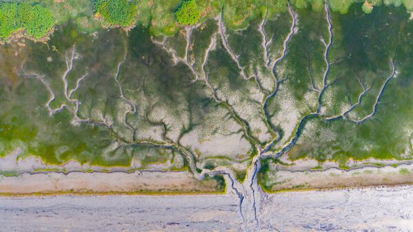Vista aérea de los gigantescos patrones con forma de árbol que aparecieron en el lecho del río Qiantang en la provincia de Jiaxing, China. - Sputnik Mundo
