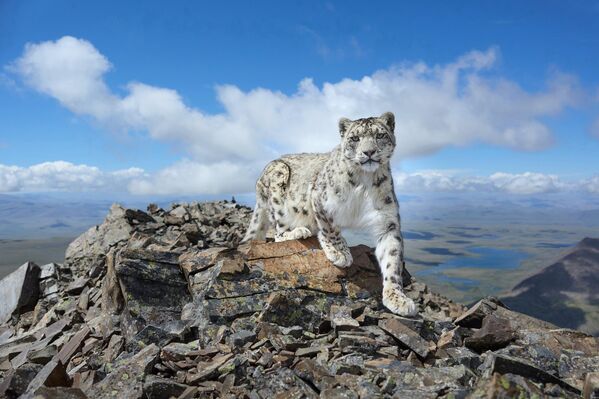 Canción blanca de la cresta de Chikhachiov representa una rara fotografía del leopardo de las nieves Akkaya, que en el idioma altái significa canción blanca, tomada en la cresta de Chikhachiov, en el sureste de las montañas de Altái. Ganó el premio del público. - Sputnik Mundo