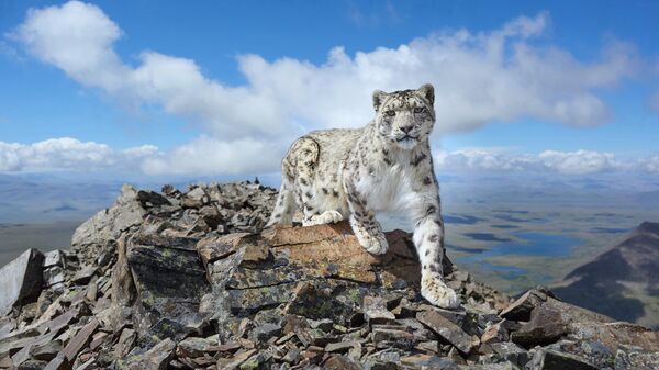 Leopardo de las nieves en la cresta de Chikhachiov, en el sureste de las montañas de Altái. Leopardo de las nieves en la cresta de Chikhachiov, en el sureste de las montañas de Altái. - Sputnik Mundo
