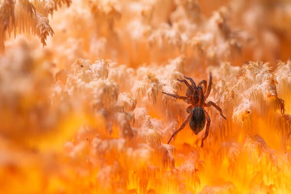 En el reino de coral, donde una tarántula se escondió en el cuerpo fructífero de un hongo raro, incluido en el Libro Rojo. Región de Oriol, Rusia central. - Sputnik Mundo