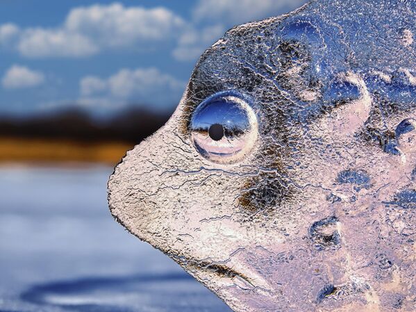 El témpano Foca triste, descubierto accidentalmente por el autor durante un viaje fotográfico por el río, en la categoría Arte de la naturaleza salvaje. Región de Primorie, Lejano Oriente. - Sputnik Mundo