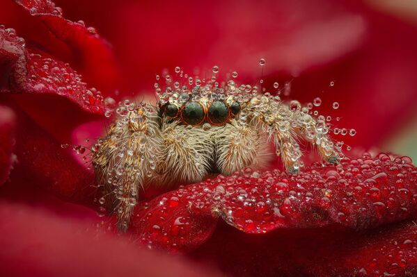Una araña saltadora en el pétalo de una rosa roja en la categoría Macromundo. Ciudad de Bataisk, sur de Rusia. - Sputnik Mundo