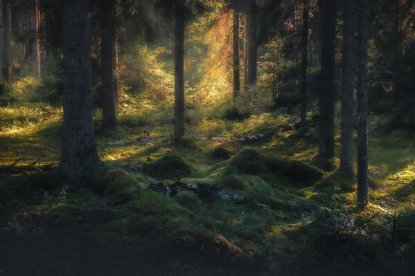 El bosque misterioso en los alrededores del lago Ládoga en la categoría Los fondos de pantalla más bellos. - Sputnik Mundo
