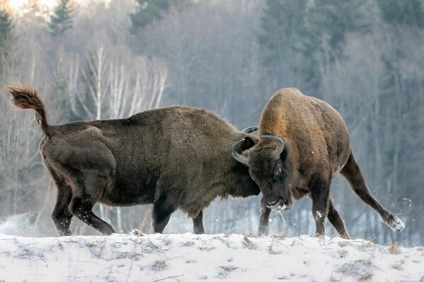 Bisontes peleando en la categoría Mundo animal. Reserva Kalúzhskie Zaseki, Rusia central. - Sputnik Mundo