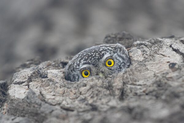 Un mochuelo alpino escondiéndose del mal tiempo en la foto El árbol te observa. Jardín Botánico Principal de la Academia de Ciencias de Rusia de Tsitsin, Moscú. - Sputnik Mundo