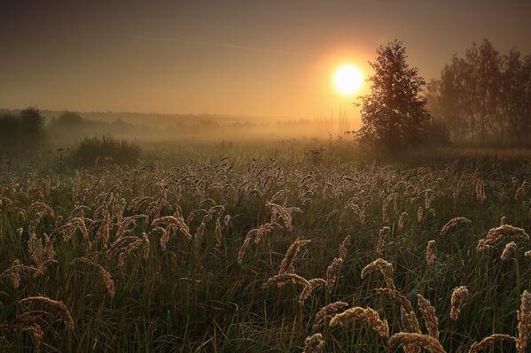 Mañana brumosa en la región de Moscú en la categoría Paisaje. - Sputnik Mundo