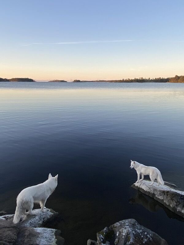 La isla de los perros blancos en la categoría Capturado con smartphone. La isla de Jarjusari, en el lago Ládoga, al noroeste de Rusia. - Sputnik Mundo