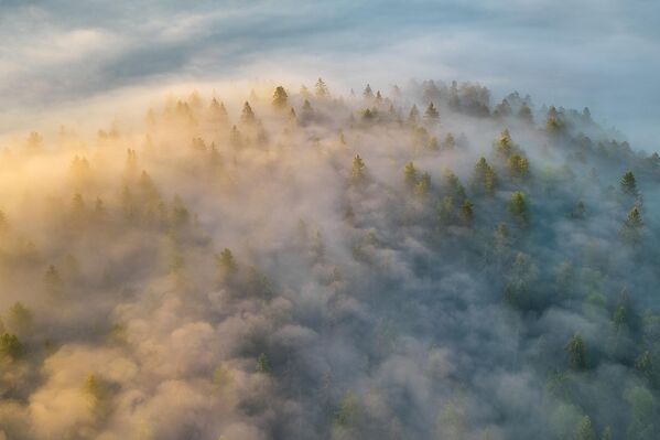 Cuento matutino sobre el bosque de abetos en la categoría Magia de los elementos. Pantano Oziórnoye, región de Leningrado, noroeste de Rusia. - Sputnik Mundo