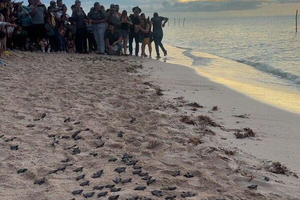 Marina de México libera más de 400 tortugas en el sureste del país - Sputnik Mundo