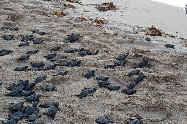 Marina de México libera más de 400 tortugas en el sureste del país - Sputnik Mundo