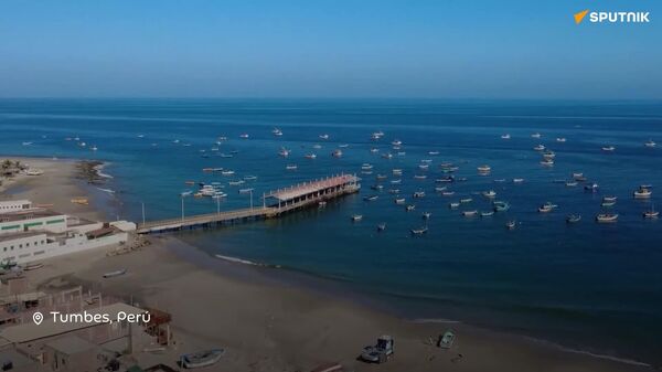 Llegada de ballenas jorobadas a Perú atrae a miles de turistas - Sputnik Mundo