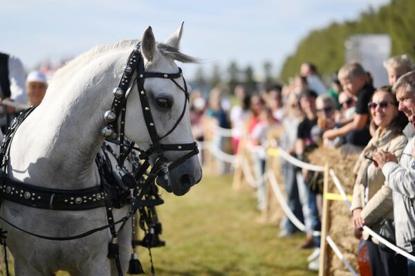 Un viaje a través de la historia: espectáculo ecuestre sorprende al público moscovita Un viaje a través de la historia: espectáculo ecuestre sorprende al público moscovita - Sputnik Mundo