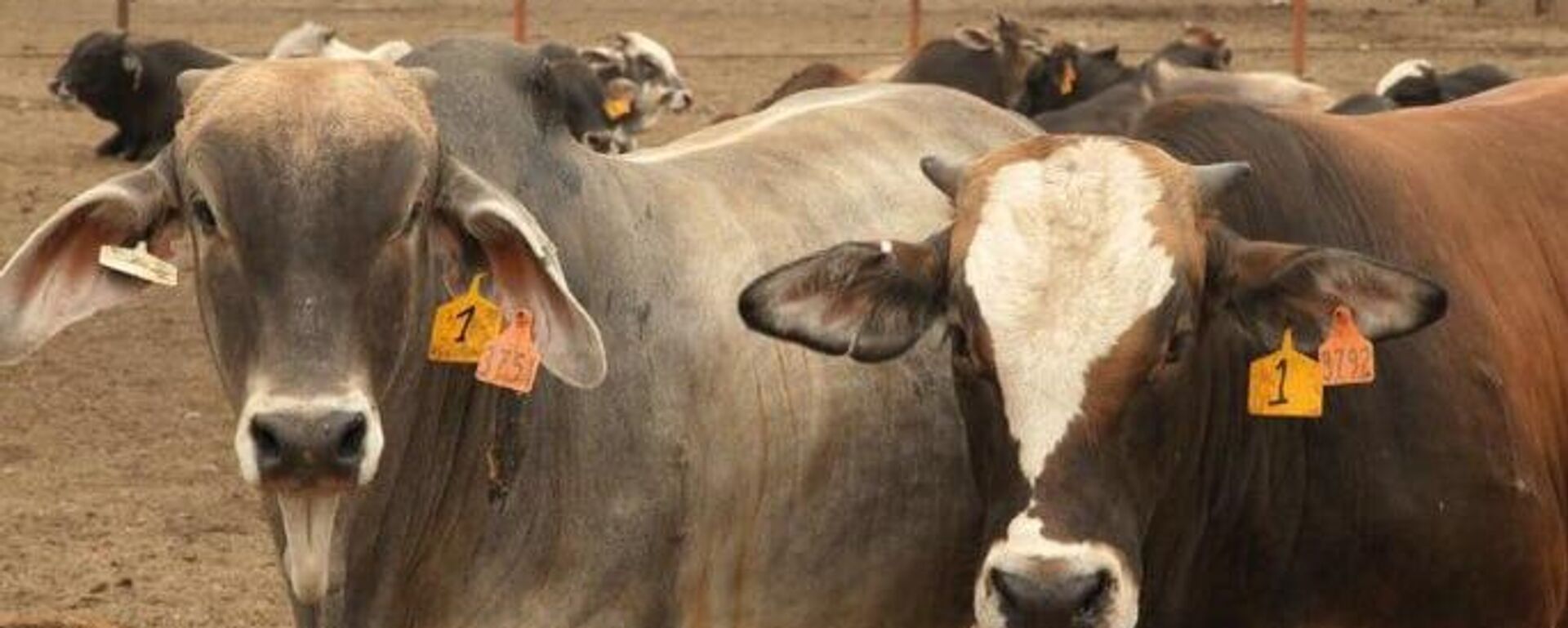 Prohibición por plaga de gusano barrenador merma exportación de ganado mexicano a EEUU - Sputnik Mundo, 1920, 15.09.2025