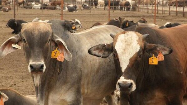 Prohibición por plaga de gusano barrenador merma exportación de ganado mexicano a EEUU - Sputnik Mundo