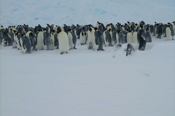 Los exploradores polares rusos rescatan a un pingüino emperador bebé - Sputnik Mundo