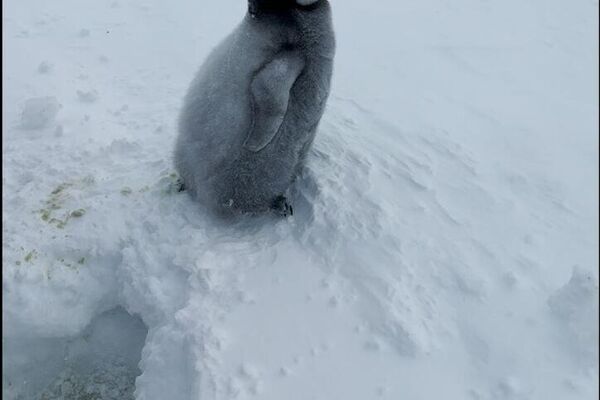 Los exploradores polares rusos rescatan a un pingüino emperador bebé - Sputnik Mundo