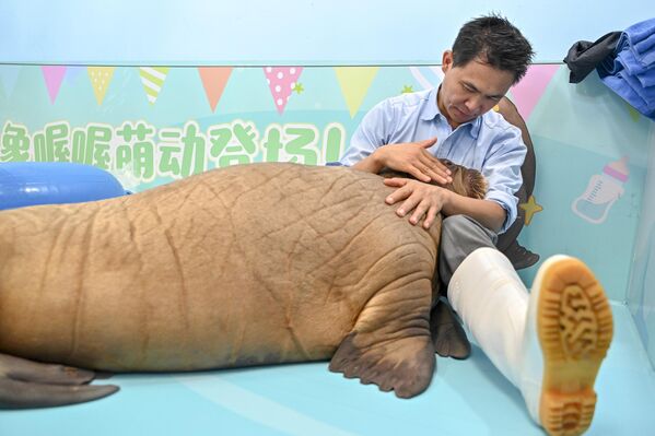 Una cría de morsa (Odobenus rosmarus) reproducida artificialmente durante la celebración de sus 100 días de vida en el parque de atracciones chino Chimelong Ocean Kingdom. - Sputnik Mundo