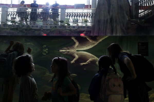 Un raro caimán albino en su recinto de la Academia de Ciencias de California, en San Francisco. - Sputnik Mundo
