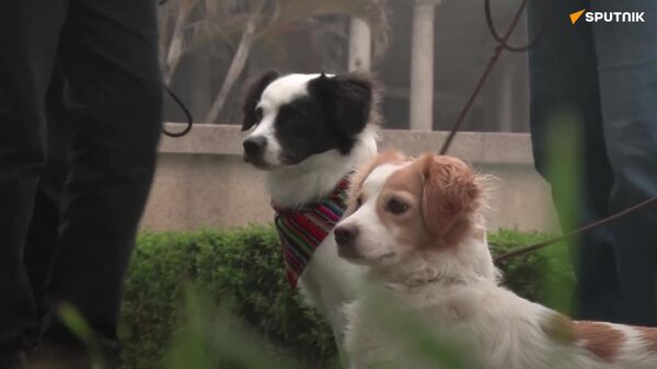 Declaran al perro pastor chiribaya como Patrimonio Cultural de Perú - Sputnik Mundo