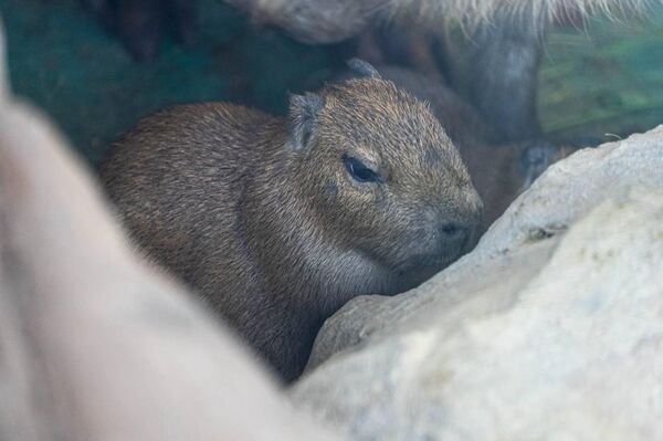 El mundo necesita capibaras: el zoológico de Moscú celebra la ampliación de la familia del roedor El mundo necesita capibaras: el zoológico de Moscú celebra la ampliación de la familia del roedor - Sputnik Mundo