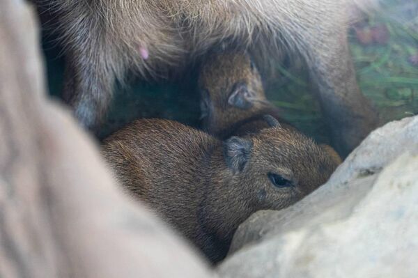 El mundo necesita capibaras: el zoológico de Moscú celebra la ampliación de la familia del roedor El mundo necesita capibaras: el zoológico de Moscú celebra la ampliación de la familia del roedor - Sputnik Mundo