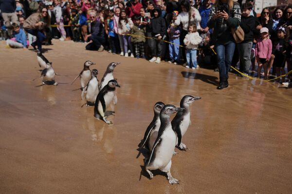 Pingüinos de Magallanes (Spheniscus magellanicus) vuelven al océano tras haber completado un curso de rehabilitación en Punta del Este, Uruguay. - Sputnik Mundo