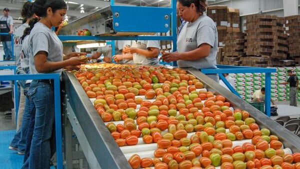 Exportación de jitomate mexicano - Sputnik Mundo