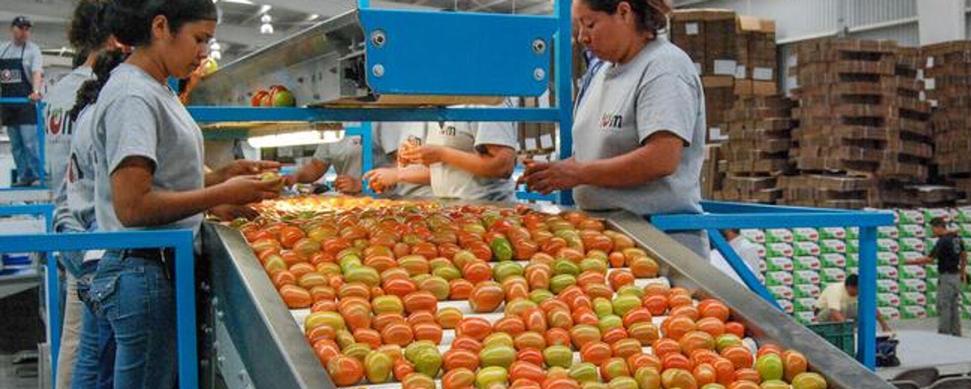 Exportación de jitomate mexicano - Sputnik Mundo, 1920, 28.09.2025