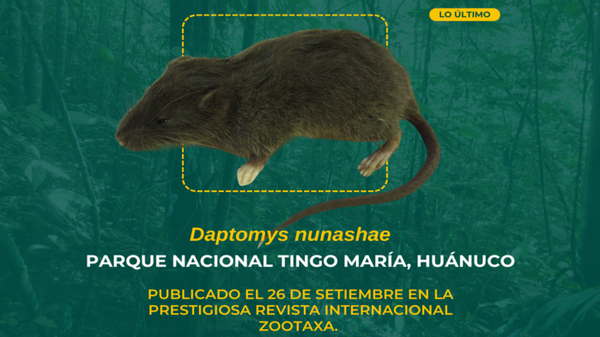 Daptomys nunashae, nueva especie de roedor descubierto en Perú - Sputnik Mundo