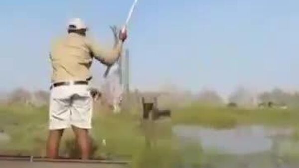 Turistas sobreviven al ataque de un elefante en un safari en África - Sputnik Mundo