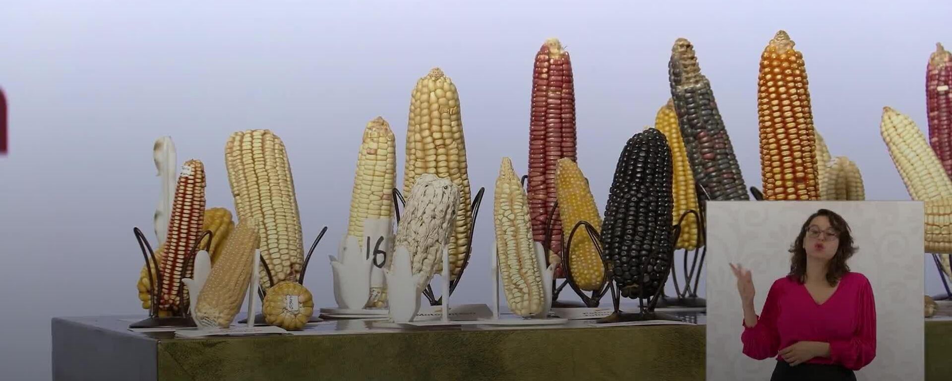 Sheinbaum impulsa fortalecimiento de bancos de germoplasma para resguardar maíz nativo - Sputnik Mundo, 1920, 30.09.2025