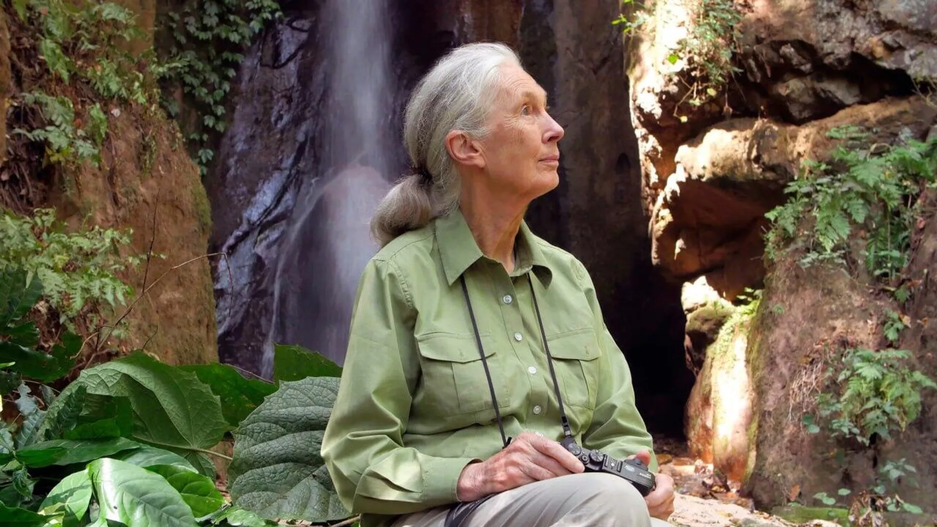 ‍ Muere la científica y activista Jane Goodall a los 91 años - Sputnik Mundo, 1920, 02.10.2025