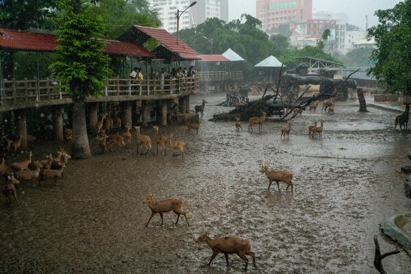Las fuertes lluvias y las inundaciones están afectando al sur de Vietnam. El tifón Bualoi causó víctimas mortales y una destrucción masiva en casi todo el país. - Sputnik Mundo