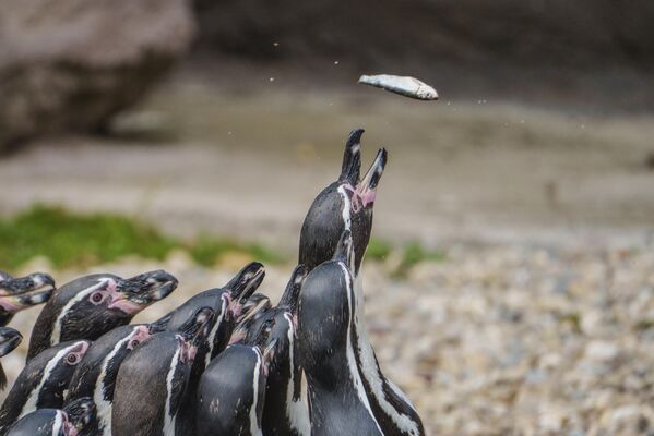 Pingüinos atrapan peces al ser alimentados por personas. - Sputnik Mundo