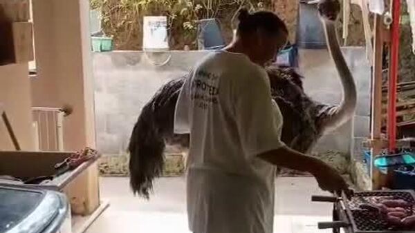 Barbacoa bajo asedio: la mascota más inusual espera su porción en Brasil - Sputnik Mundo