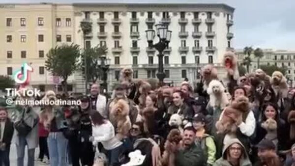 ¡Ven con tu caniche!: Un 'flashmob' inusual recorre Italia - Sputnik Mundo