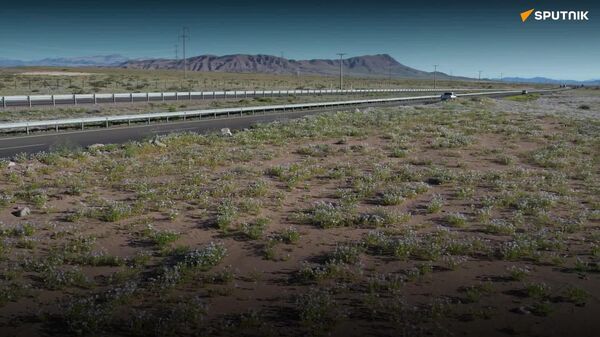 Florece el desierto chileno de Atacama - Sputnik Mundo